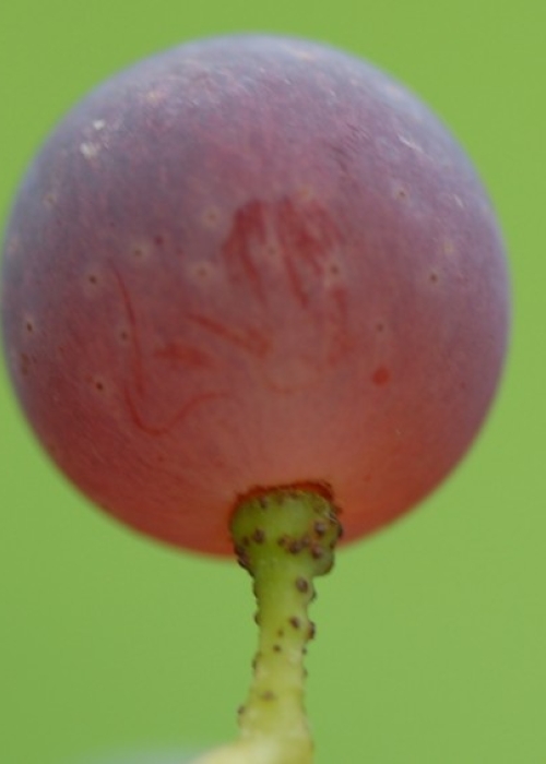 Spaetburgunder ANT 0505